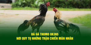 da-ga-thomo-ok365-noi-quy-tu-nhung-tran-chien-man-nhan