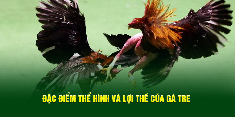 dac-diem-the-hinh-va-loi-the-cua-ga-tre