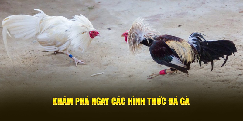 kham-pha-ngay-cac-hinh-thuc-da-ga