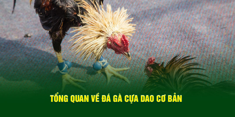 tong-quan-ve-da-ga-cua-dao-co-ban