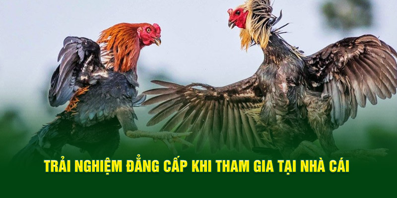 trai-nghiem-dang-cap-khi-tham-gia-tai-nha-cai