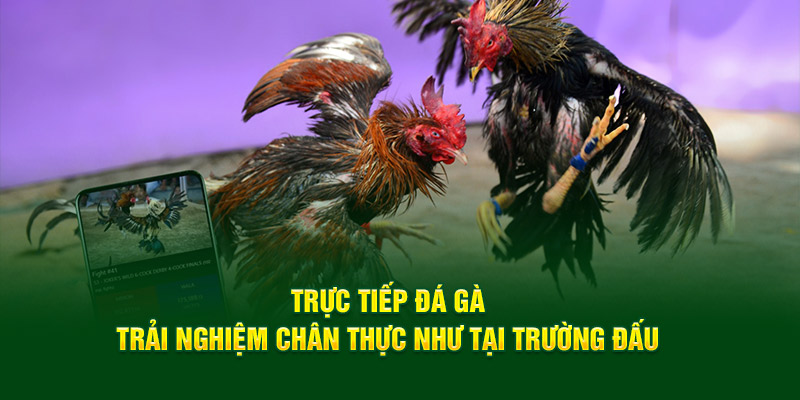 truc-tiep-da-ga-trai-nghiem-chan-thuc-nhu-tai-truong-dau